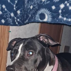 Meet your Posher, Boyd